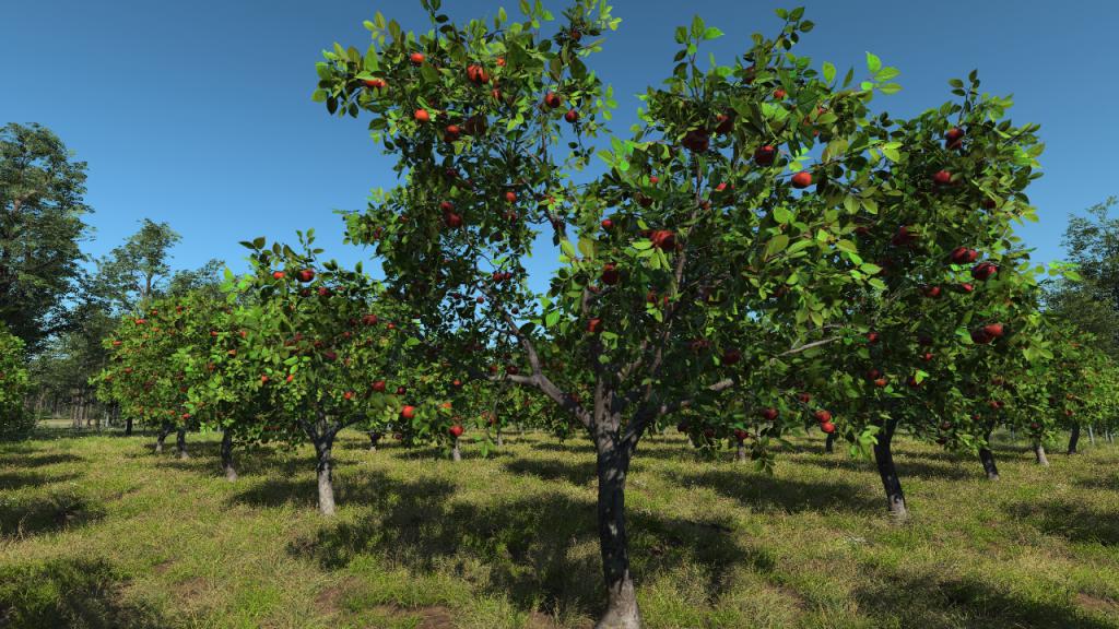 Apple Trees