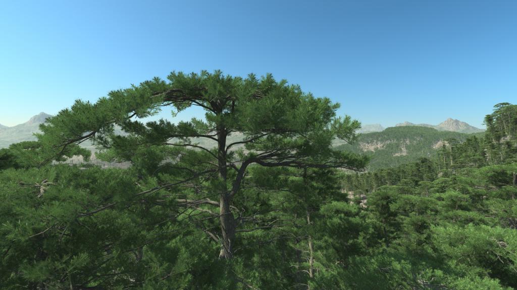 Pine Trees