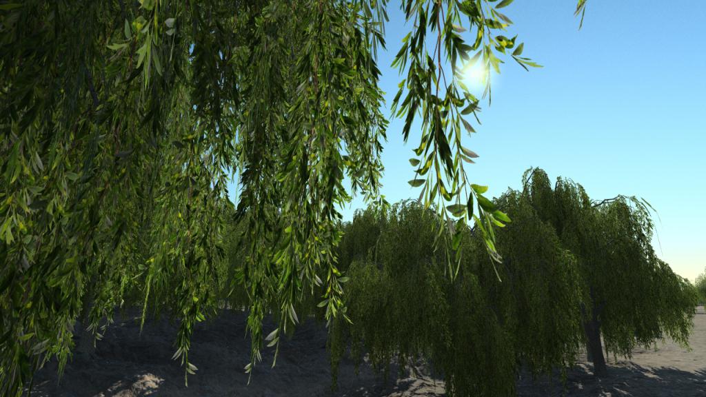 Weeping Willow Trees