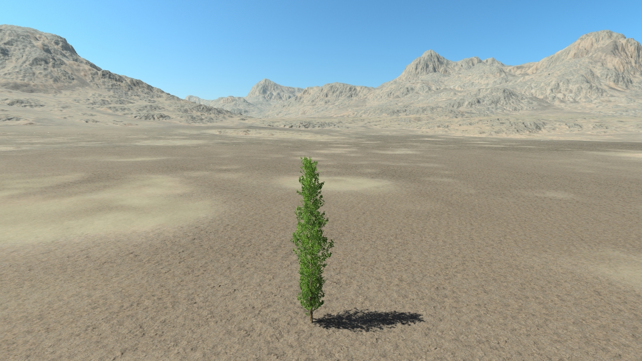 Summer poplar trees_5