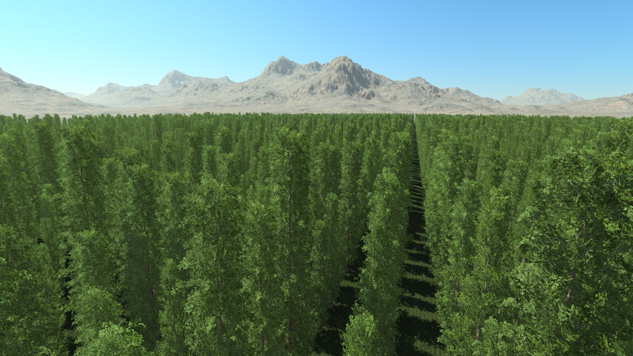 Summer poplar trees_7