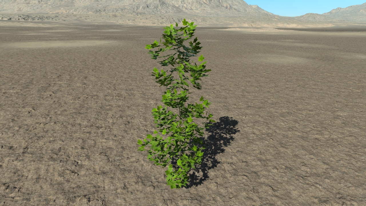 Summer maple bushes_6