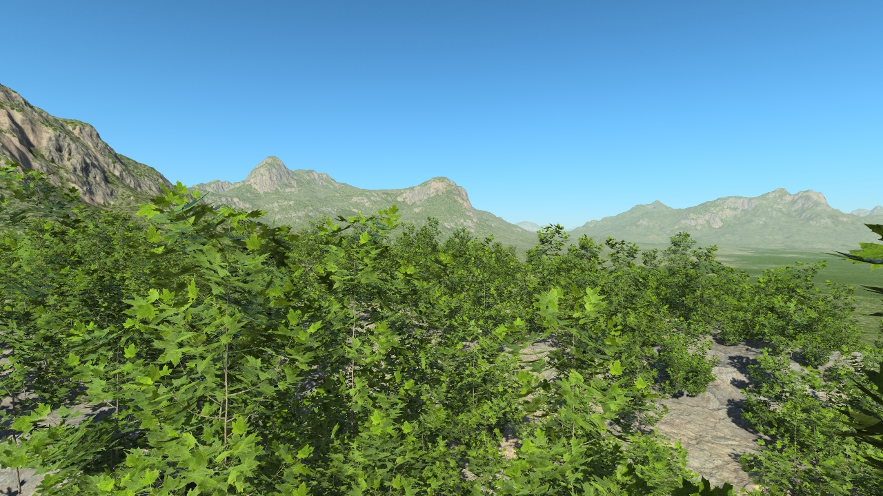 Summer maple bushes_7