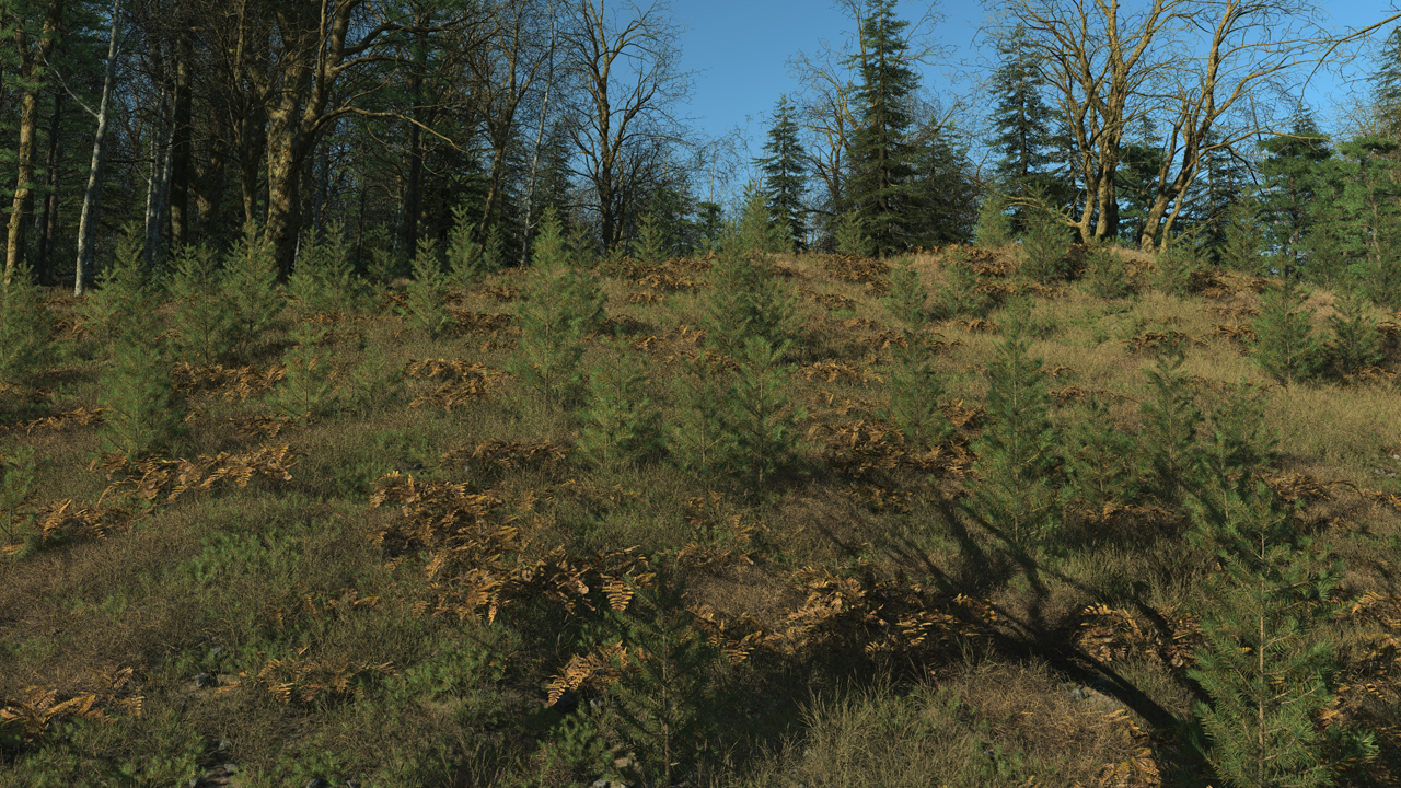 Dry ferns_0