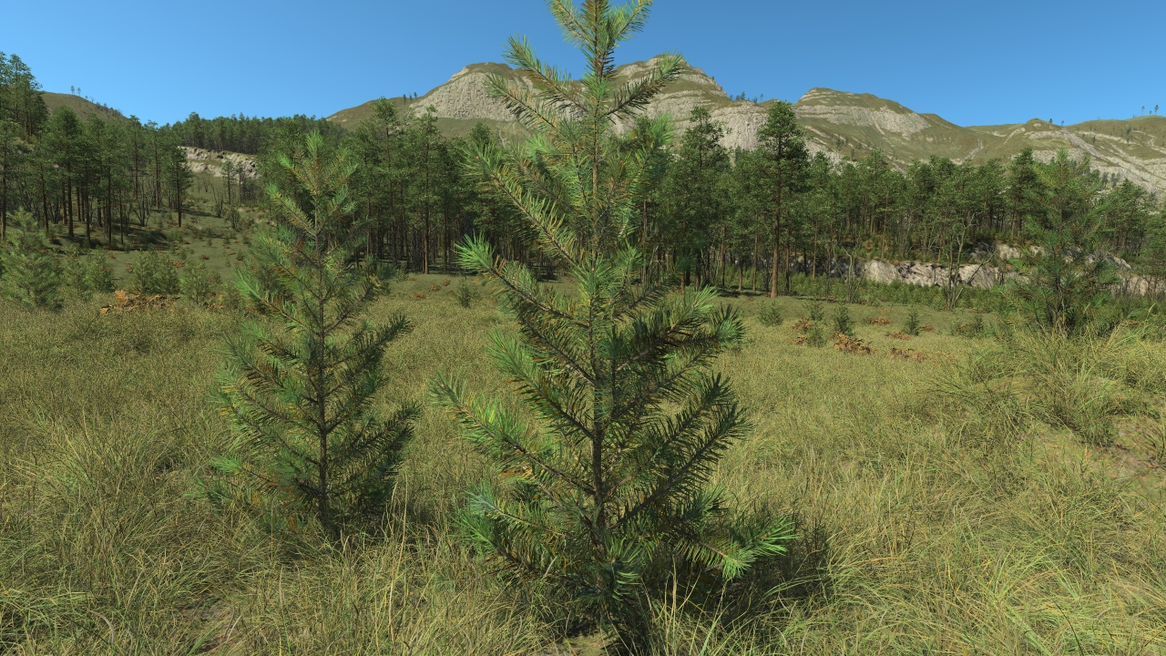 All seasons pine saplings_2