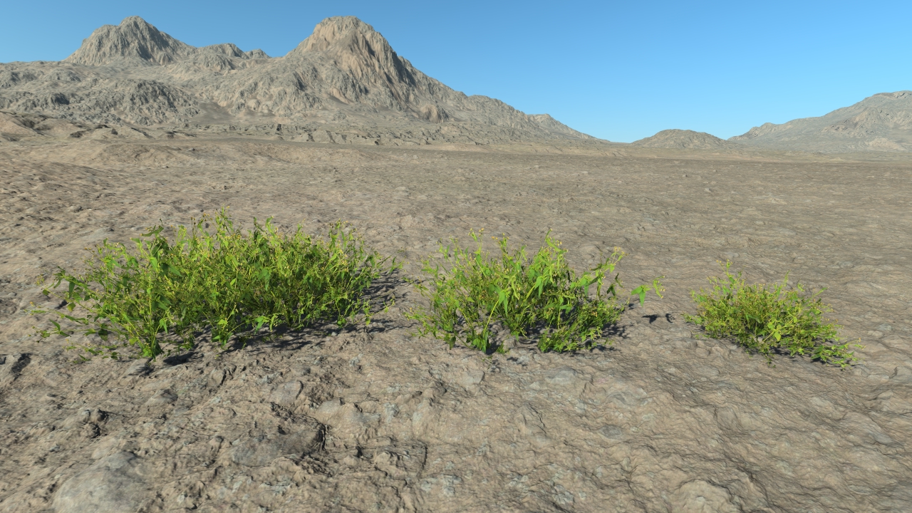 Summertime galinsoga_1