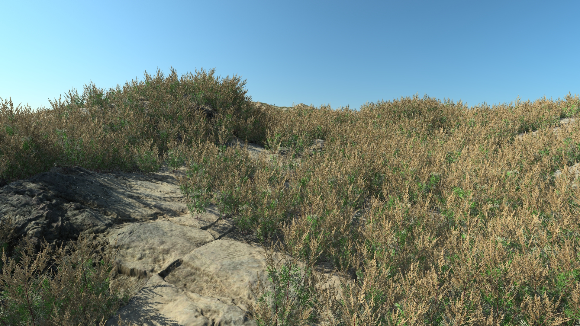 Summertime mugwort_0