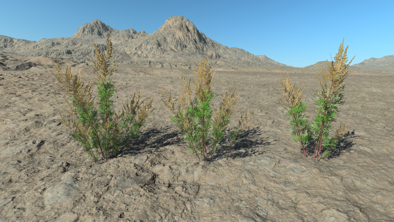 Summertime mugwort_1