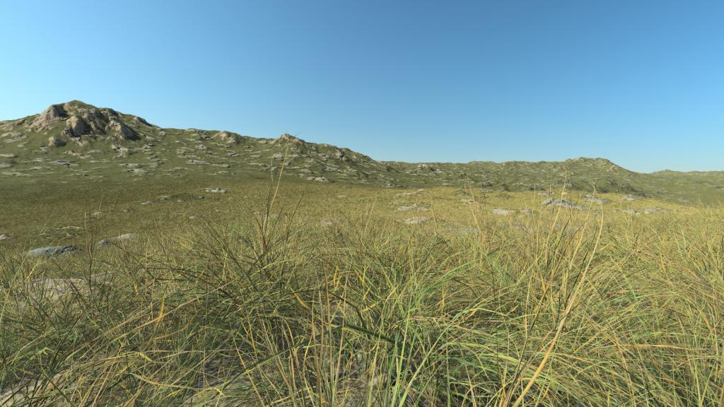 Summertime short grass