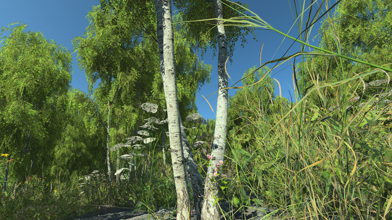 Summer birch trees_1