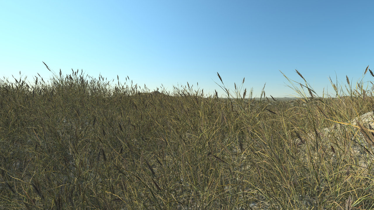 Dry Long Grass_0