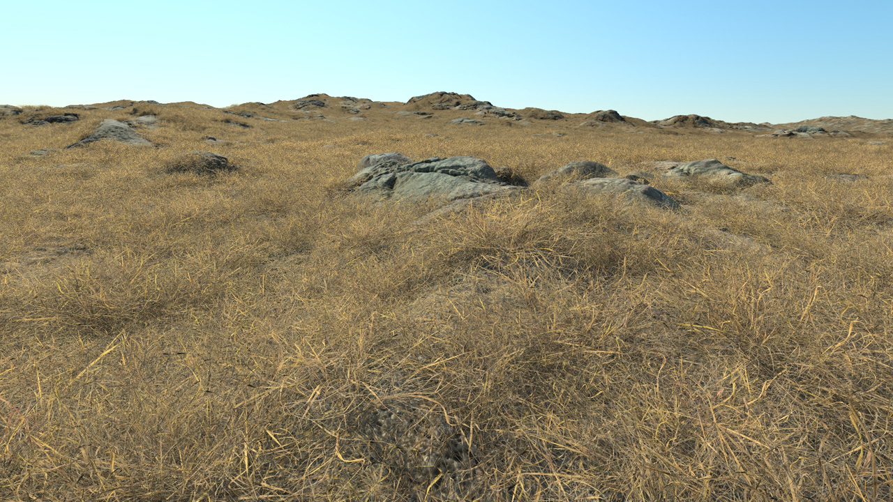 Dry Short Grass_0