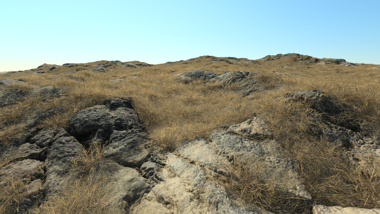 Dry Short Grass_1