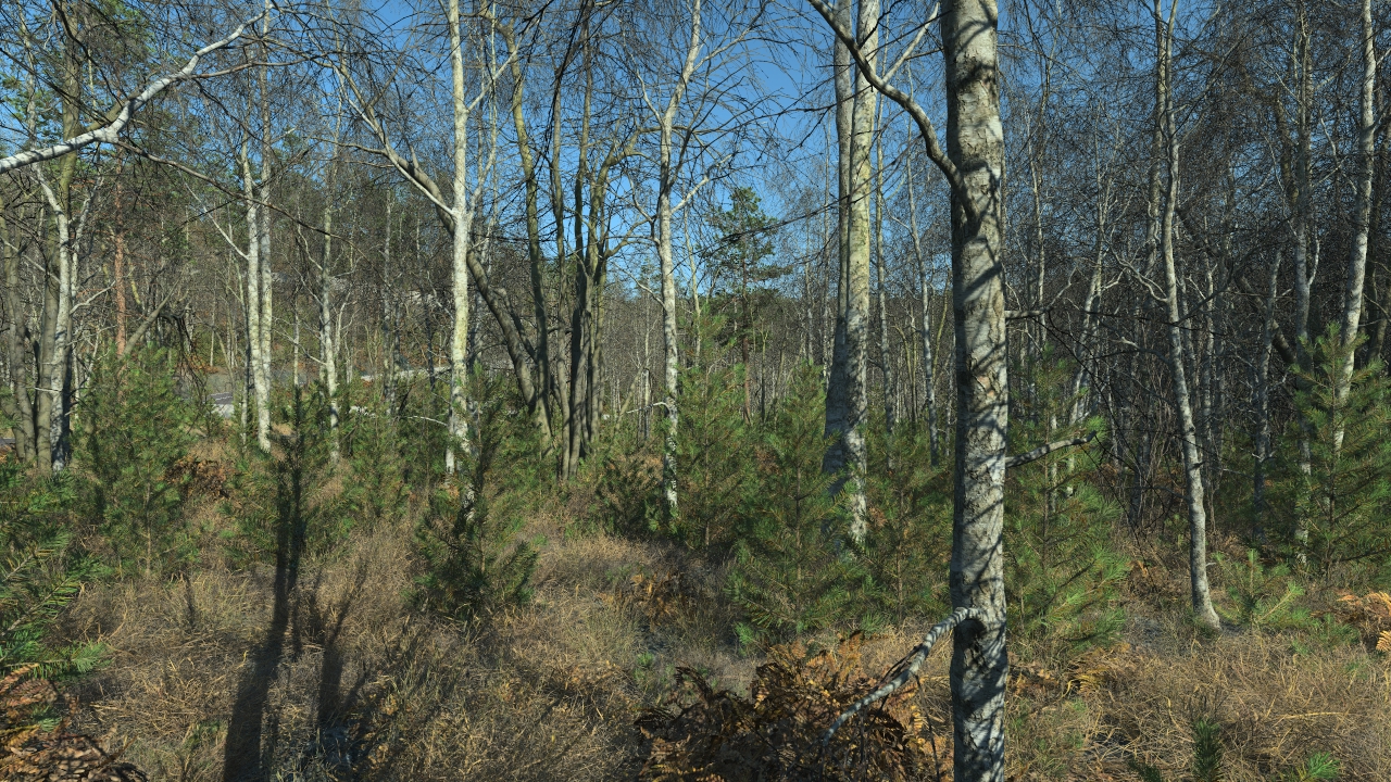 Wintertime Birch Trees_0