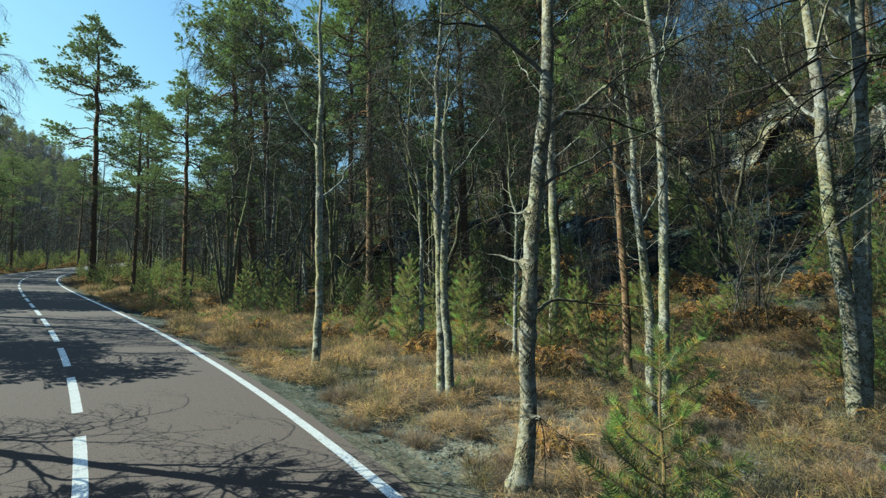 Wintertime Birch Trees_1
