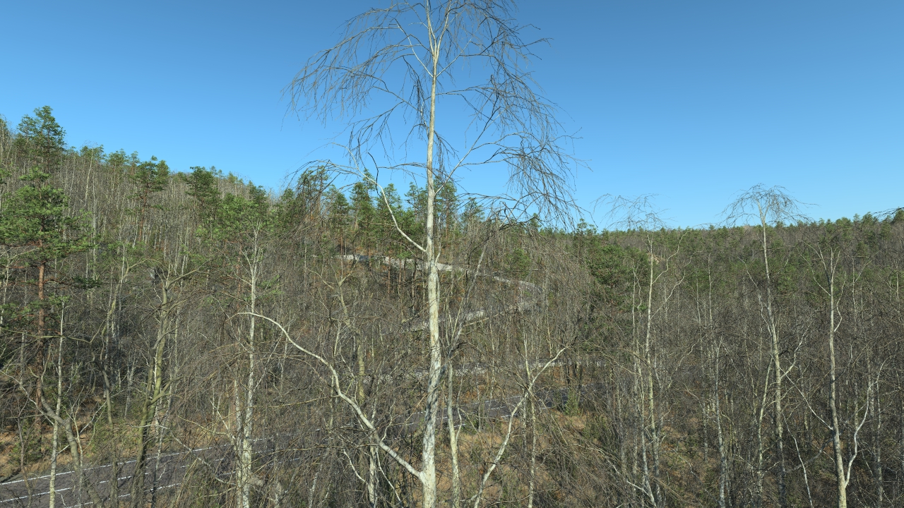 Wintertime Birch Trees_3