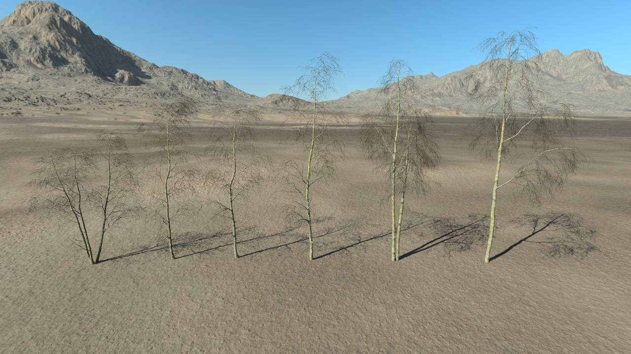 Wintertime Birch Trees_4