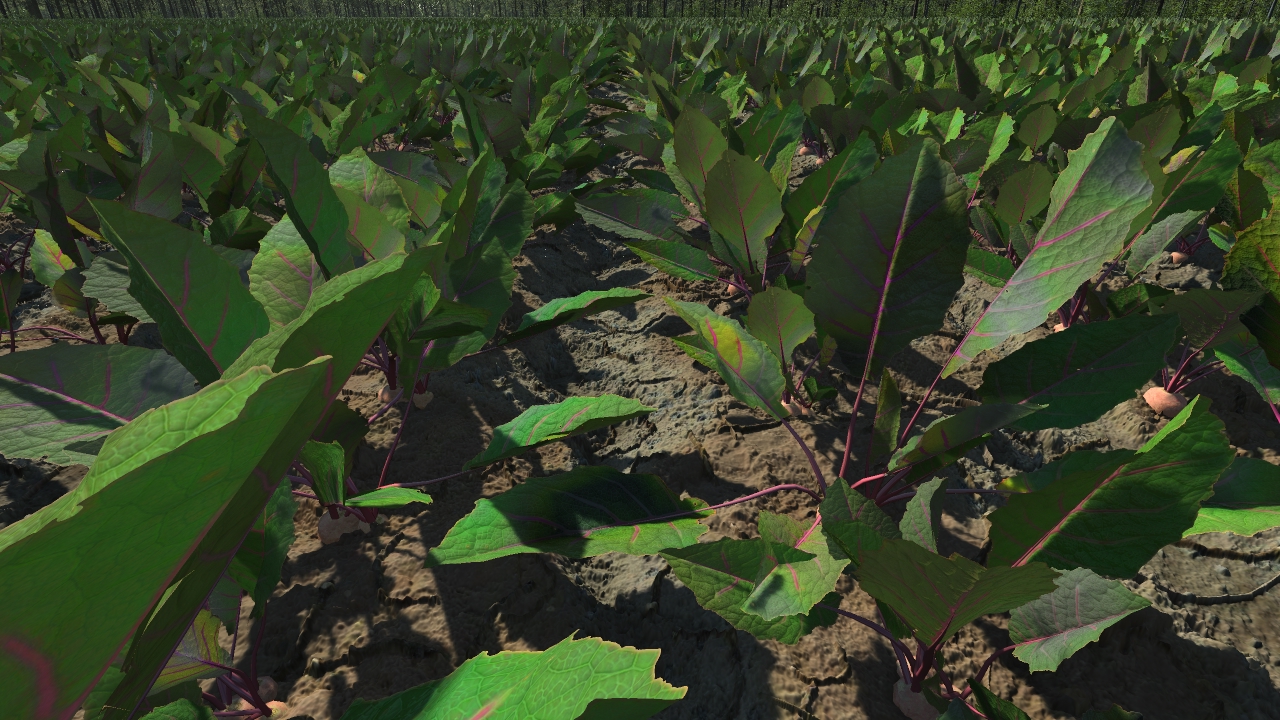 Grown beetroots_0