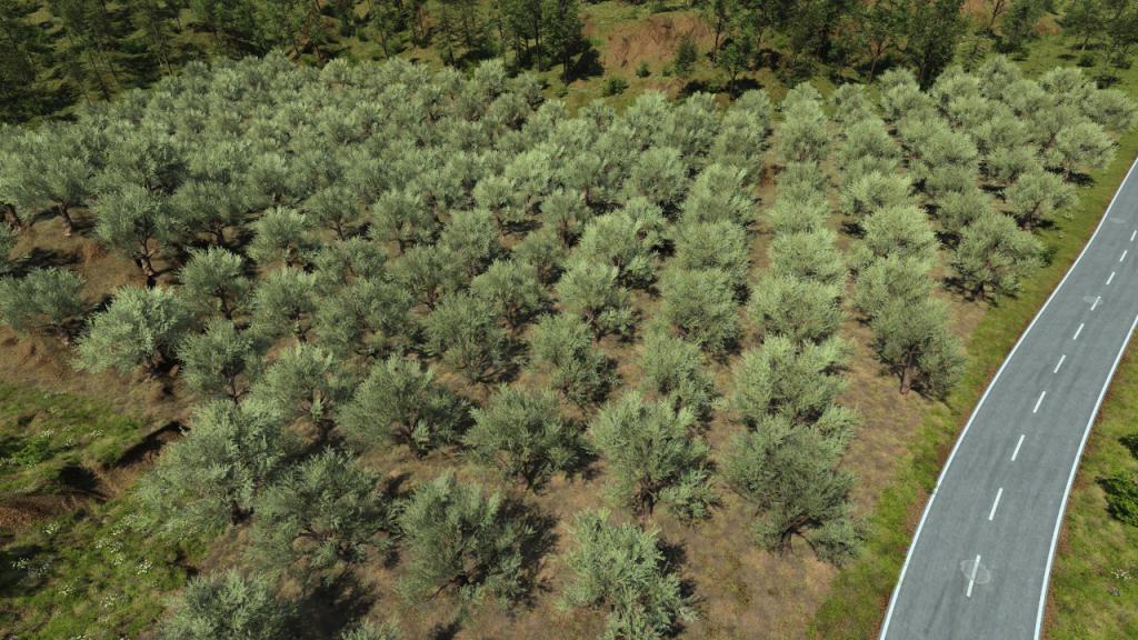 European olive trees