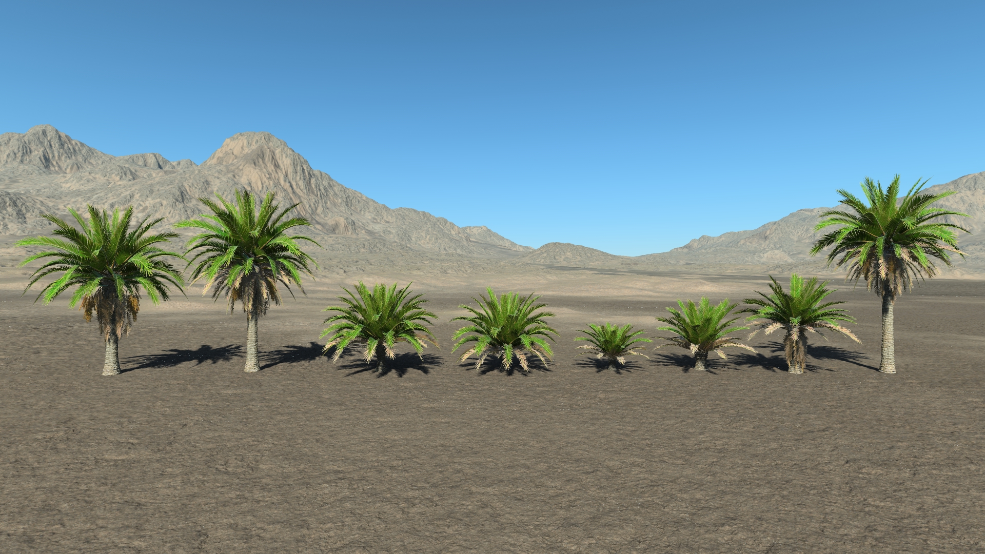 Canary palm trees_3