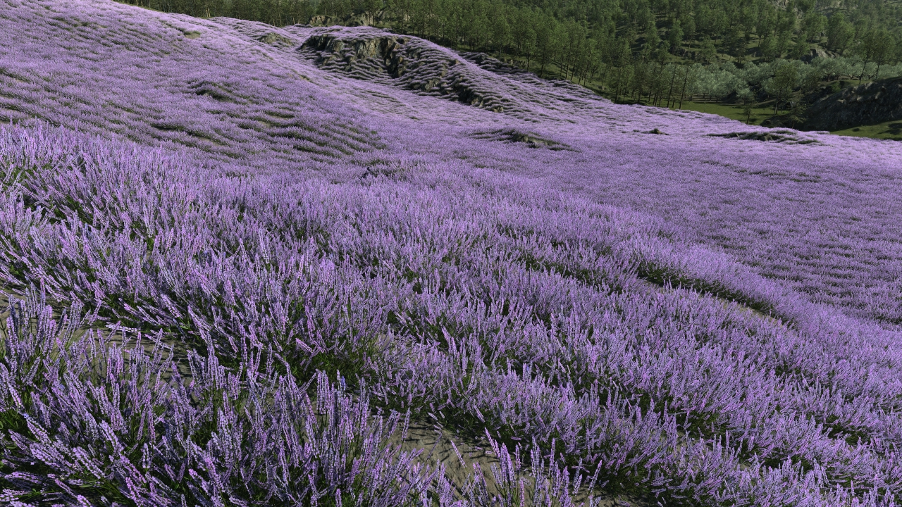 Summertime lavander_0