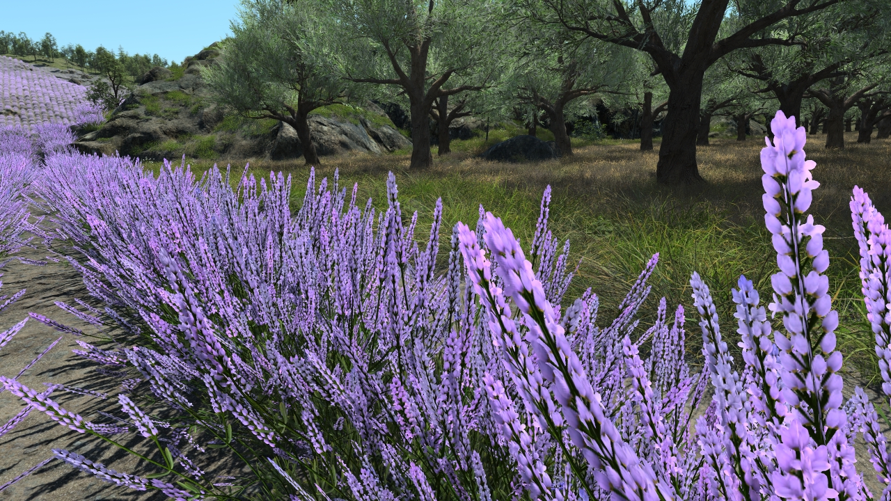 Summertime lavander_3