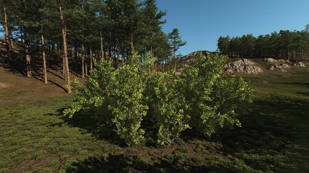 Elaeagnus
