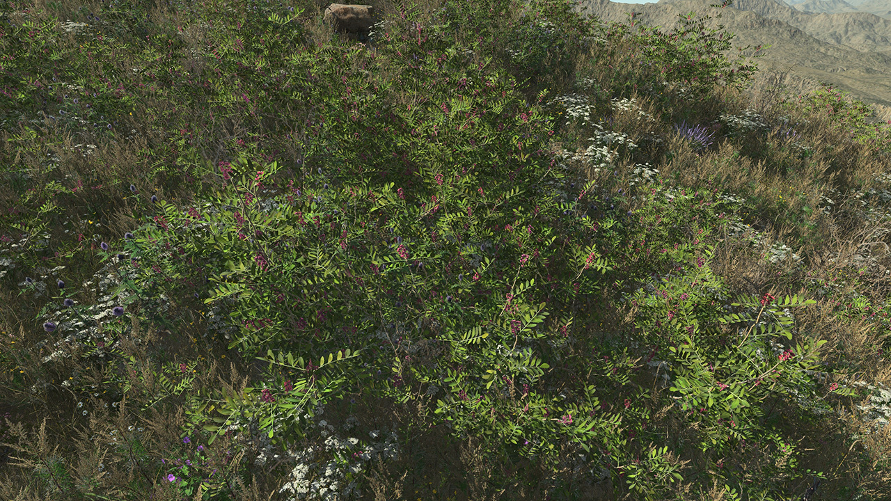 Pistacia lentiscus_0