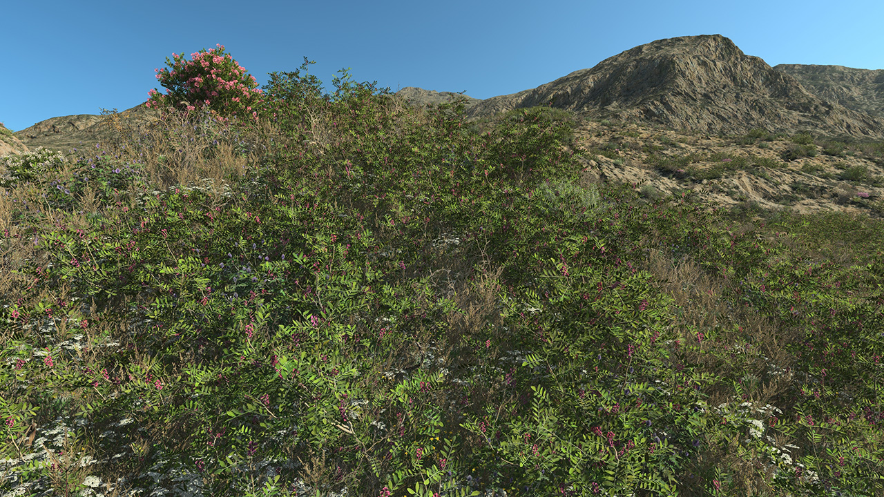 Pistacia lentiscus_2