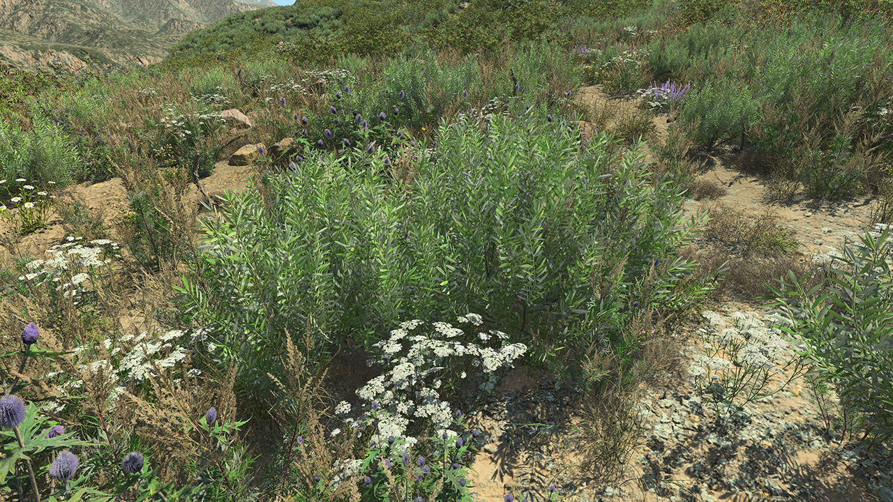 Olive Bushes_4