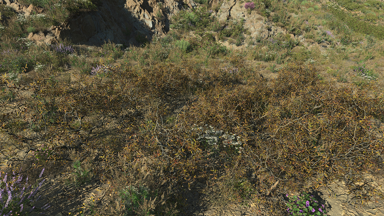 Dry Bushes_0