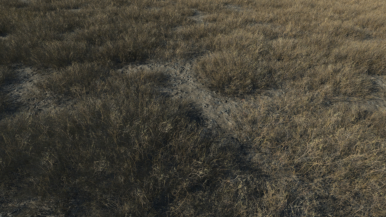 Dead Grass Patches_0