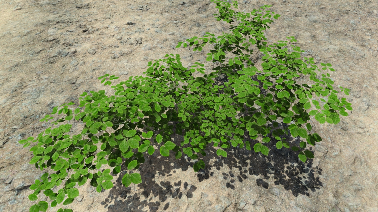 Summer beech bushes_2