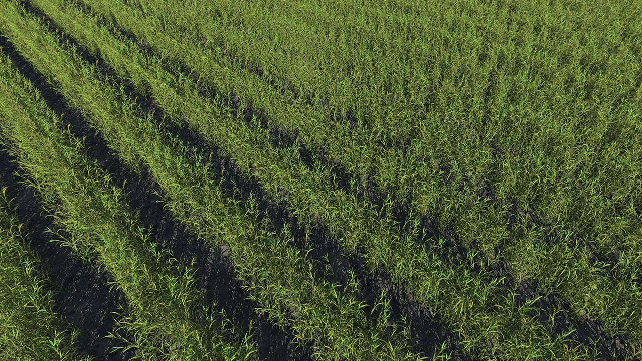 Young Green Wheat Fields_1