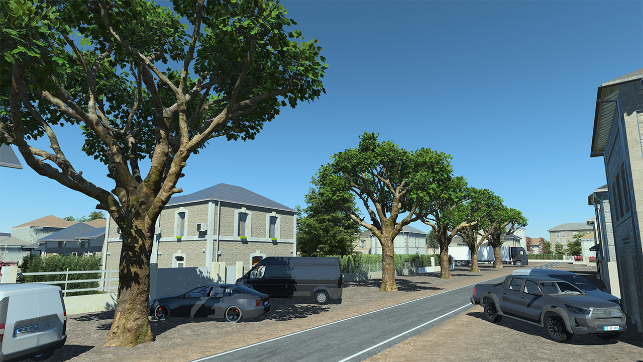 Platanus Pruned Trees_5