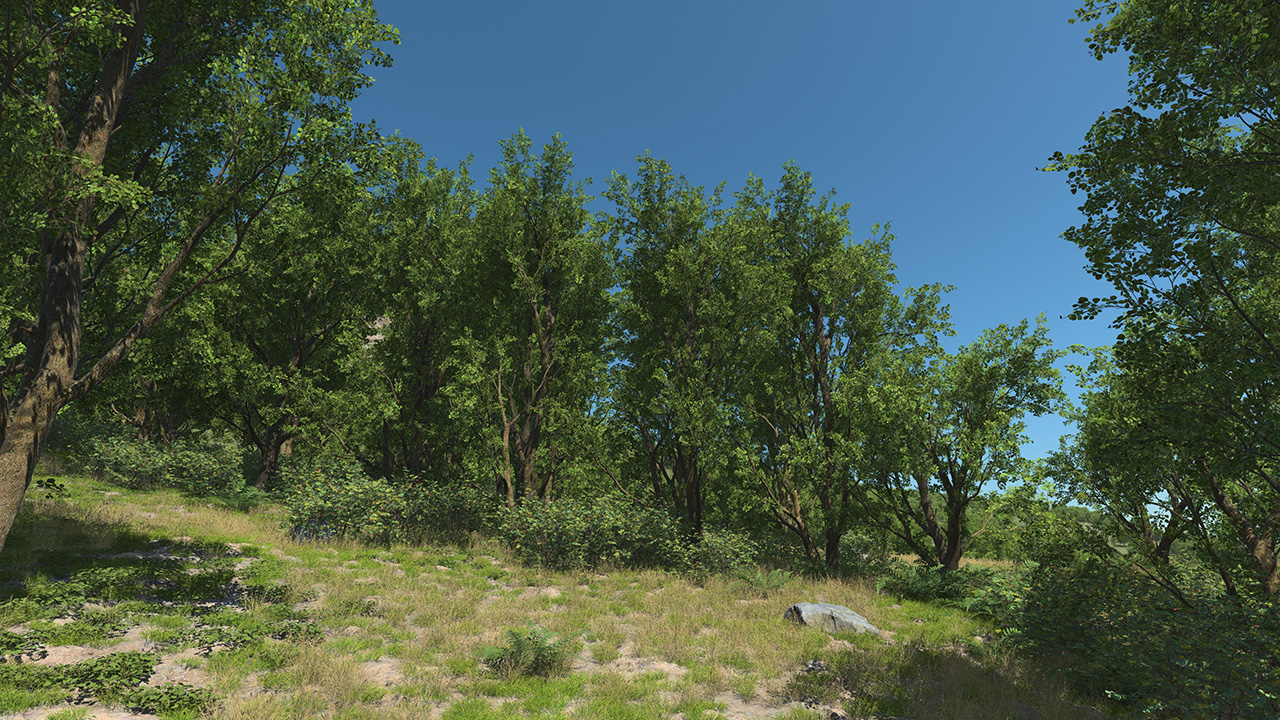 Black Alder Trees_4