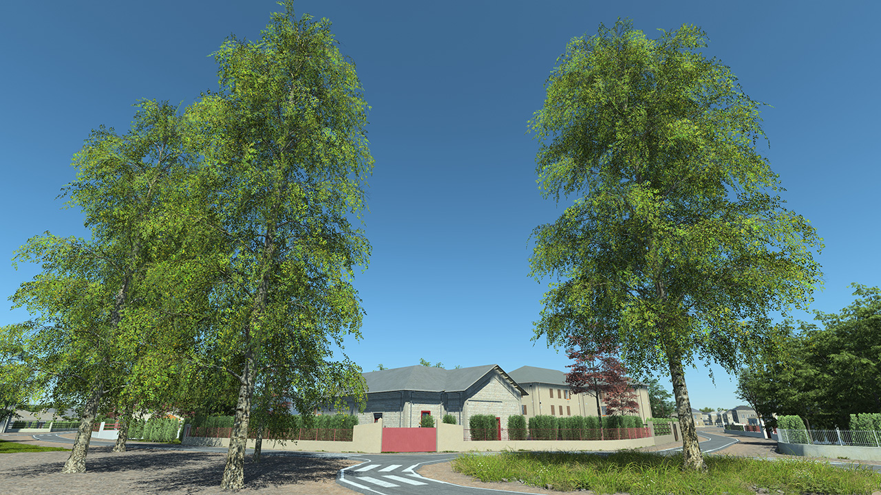 Hanging Birch Trees_0