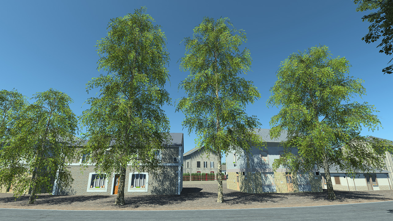 Hanging Birch Trees_2