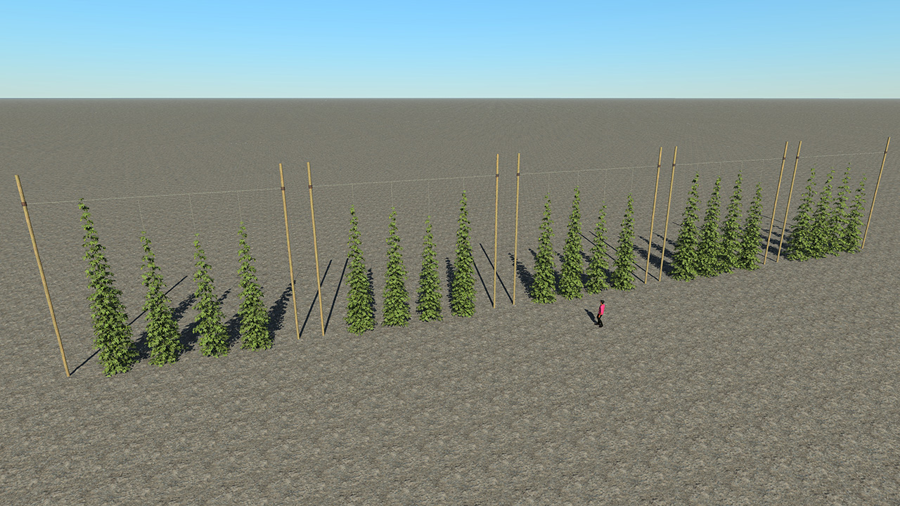 Hops Plants_3