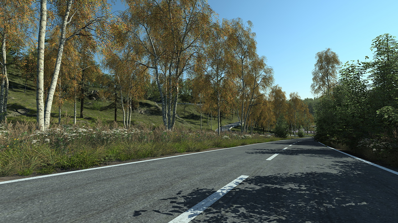 Birch trees in autumn_1