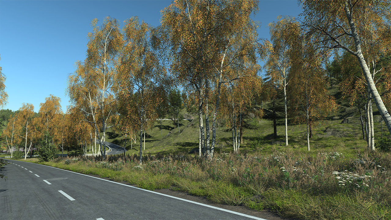 Birch trees in autumn_2
