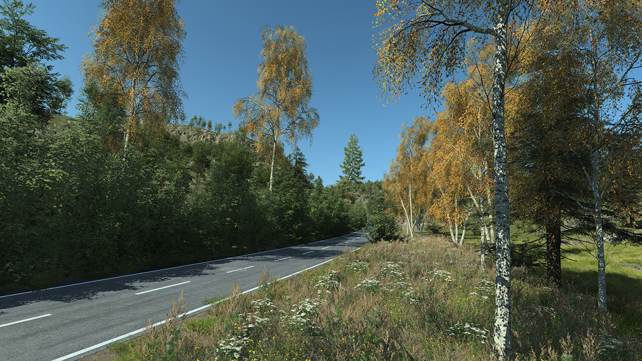 Birch trees in autumn_4