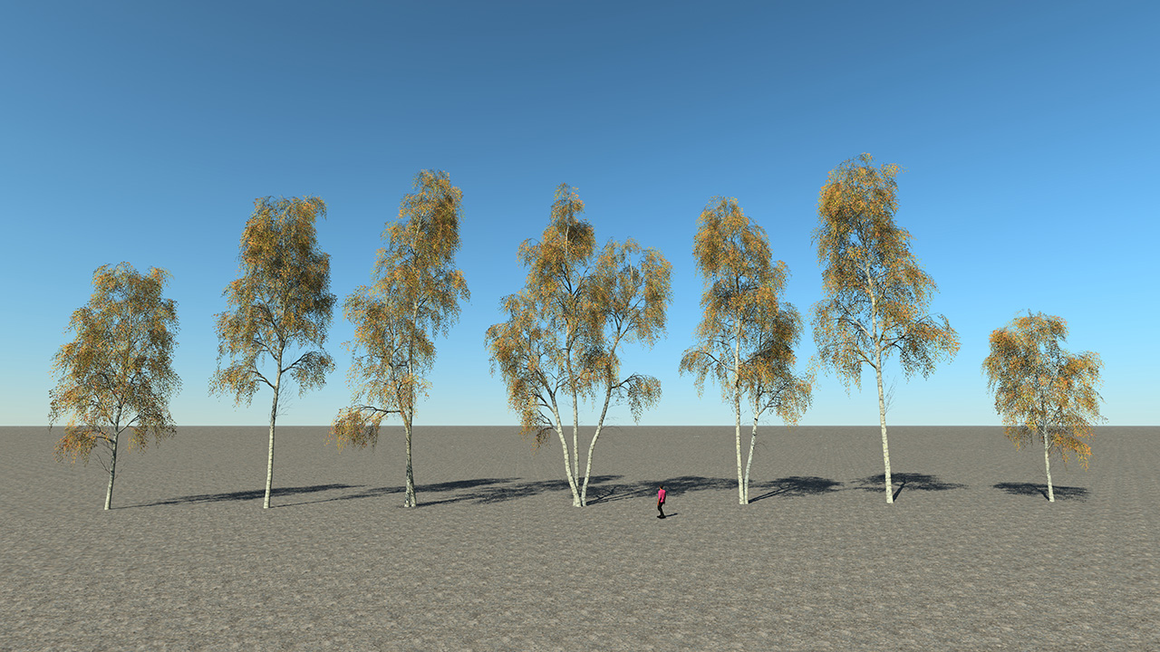 Birch trees in autumn_5