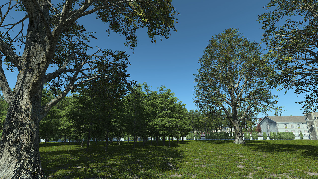 Black Poplar Trees_1