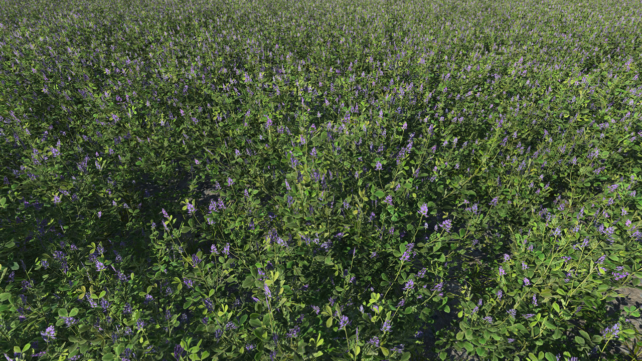 Alfalfa Summer Field_0