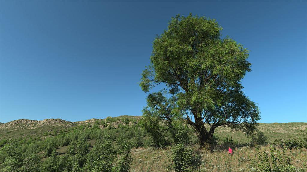 Salix Alba Trees (White willow)