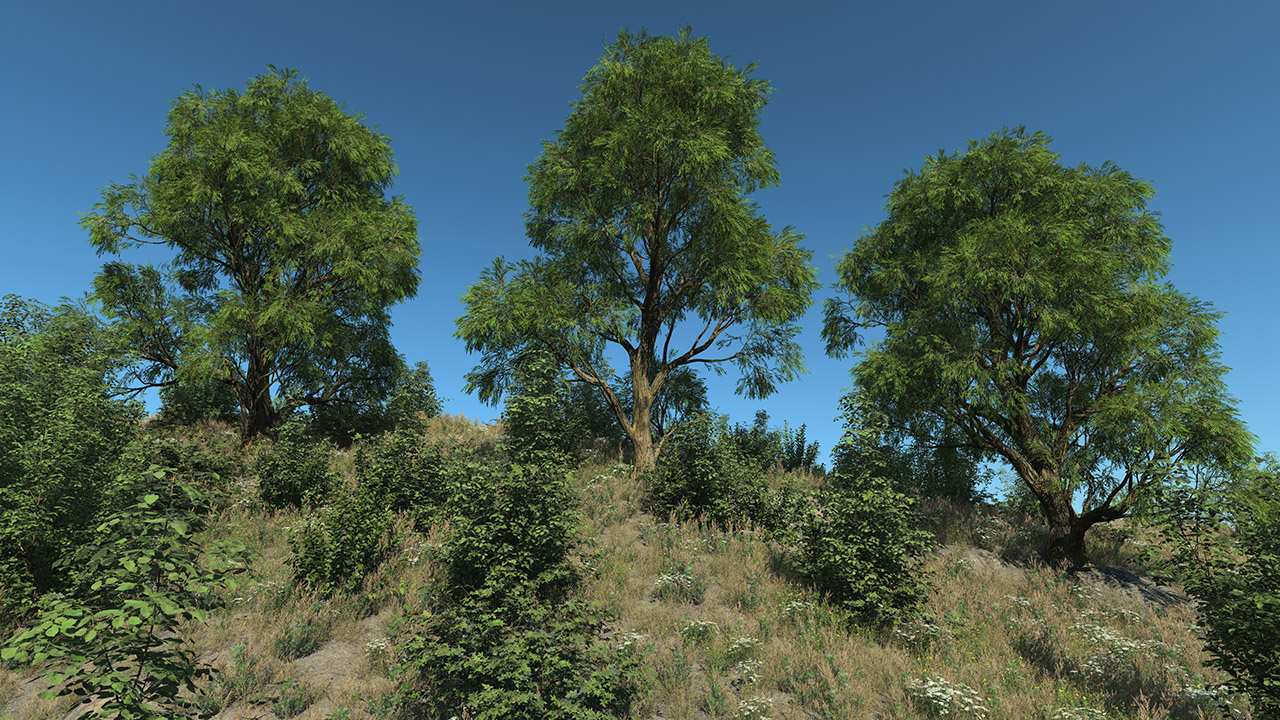 Salix Alba Trees (White willow)_2