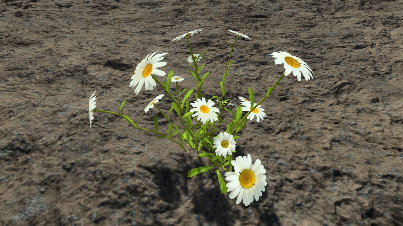 White daisies_2