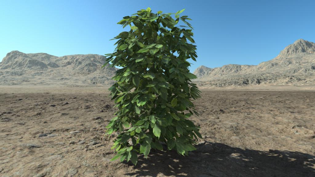 Medium hornbeam hedge