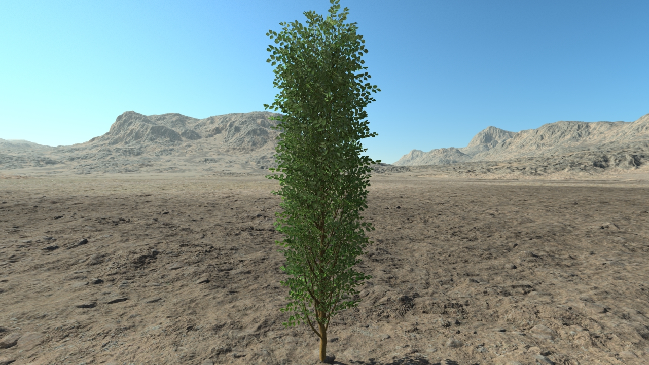 High spiraea hedge_2